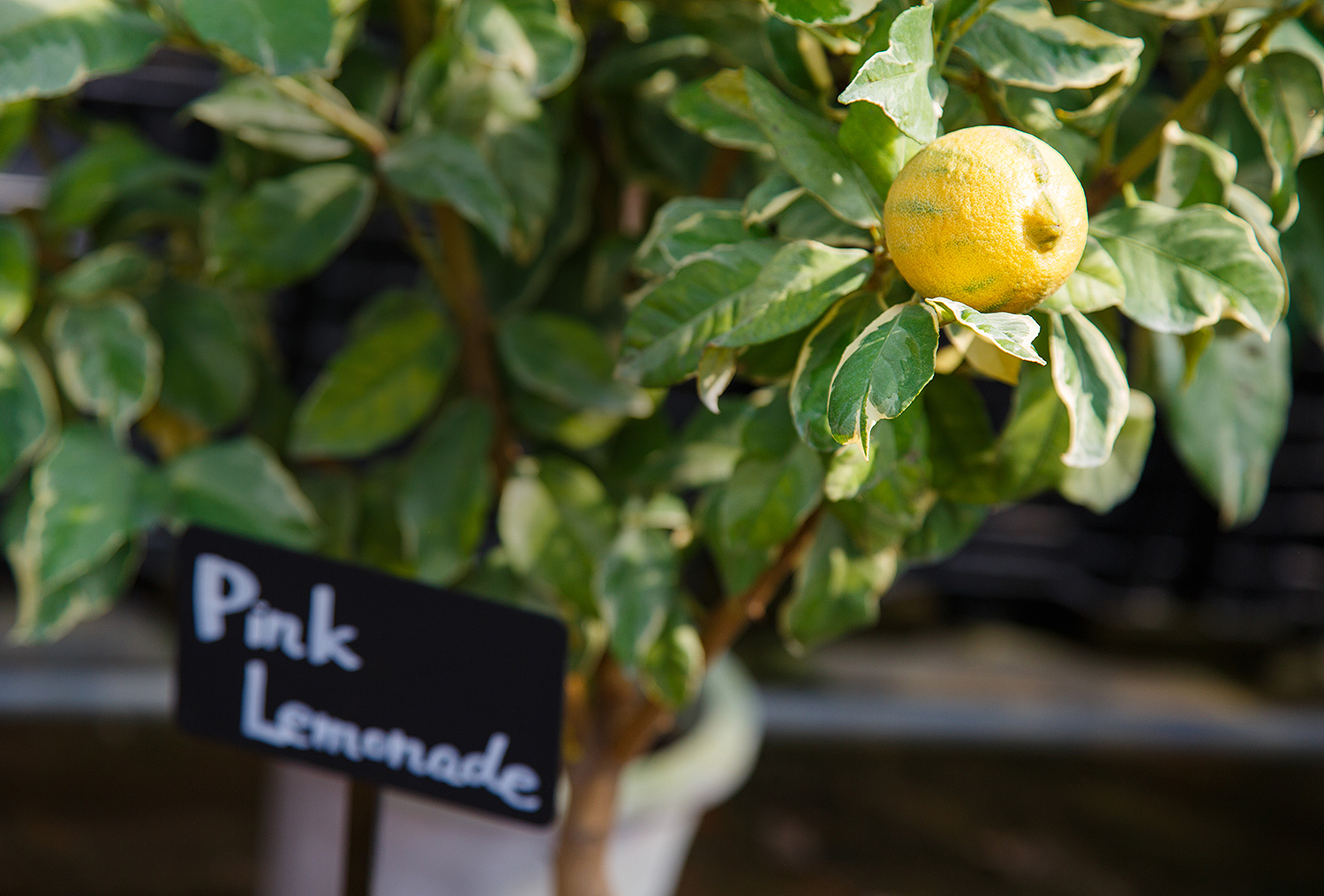 リスボンレモン、マイヤーレモン、ジャポチカバの苗木を通販で販売